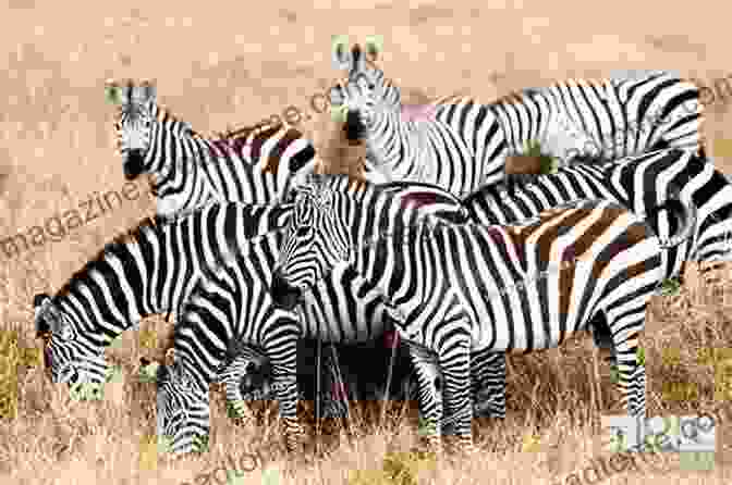 A Child Observing A Group Of Zebras Grazing In A Field Numbers Shapes Colours Animals And The Body: Samples Of Proffessor Kerrice S