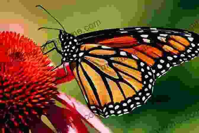 A Close Up Photograph Of A Butterfly On A Flower Nature In Photographs