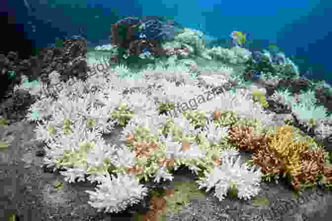 A Coral Reef Damaged By Bleaching. Spineless: Portraits Of Marine Invertebrates The Backbone Of Life