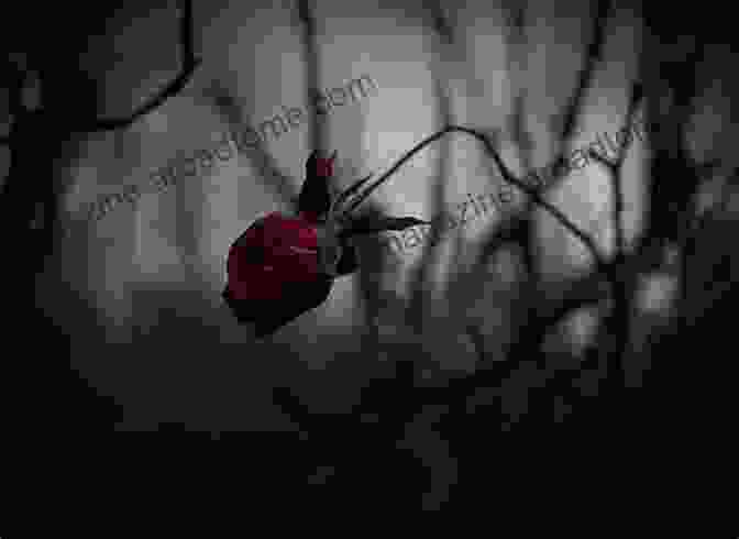 A Crimson Rose Wilting In The Darkness, Symbolizing The Fading Beauty Of Love Dark Poetry Volume 7: Gothic Twilight V