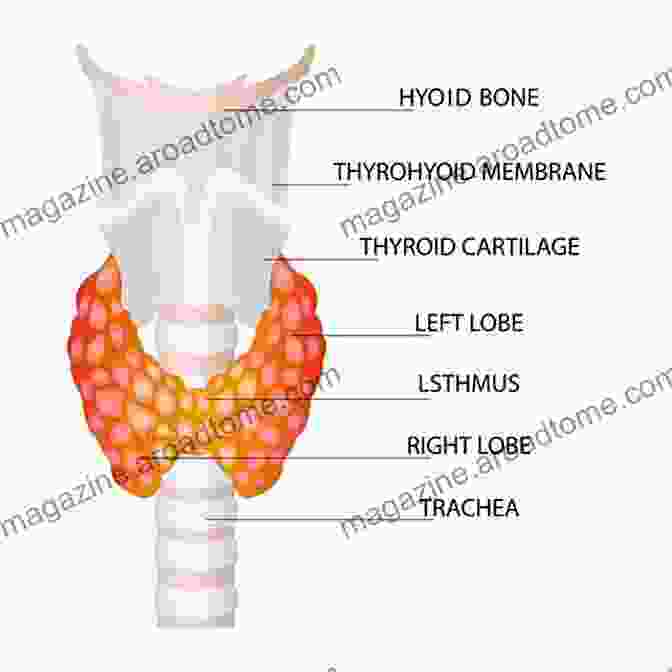 A Diagram Of The Thyroid Gland How To Manage Thyroid Naturally: A Practical Guide On Managing Thyroid Gland Thyroid Disease And Hypothyroidism