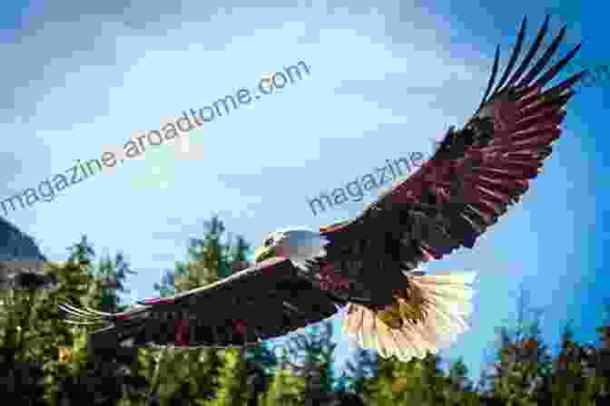 A Majestic Eagle Soaring Over The Mullica River Beneath The Surface: Understanding Nature In The Mullica Valley Estuary