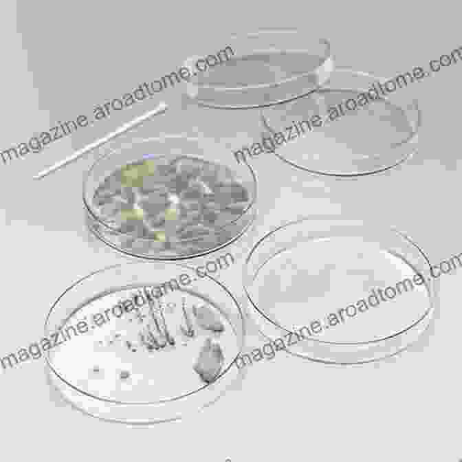 A Petri Dish With Mold And Bacteria Cultures, Showcasing The Antagonistic Relationship Between These Microorganisms. Duchesne S Antagonism Between Molds And Bacteria To The English Translation 1