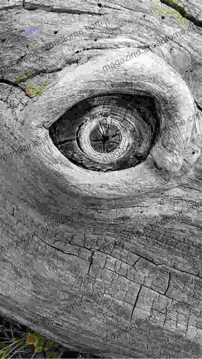 A Photo Of A Magnificent Planked Fallen Tree, Standing Tall As A Testament To The Beauty And Artistry Of This Craft. How To Make A Chainsaw Mill And How To Use It: The Tips And Tricks That Will Unlock The Magical Art Of Planking Up Fallen Trees