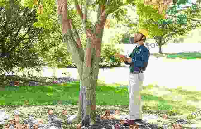 A Photo Of A Person Carefully Examining A Fallen Tree, Assessing Its Suitability For Planking. How To Make A Chainsaw Mill And How To Use It: The Tips And Tricks That Will Unlock The Magical Art Of Planking Up Fallen Trees