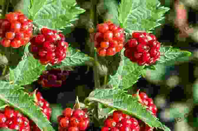 A Photo Of A Vibrant Fruit And Berry Garden With Lush Plants. The Complete Guide To Growing Your Own Fruits And Berries: A Complete Step By Step Guide (Back To Basics Gardening)