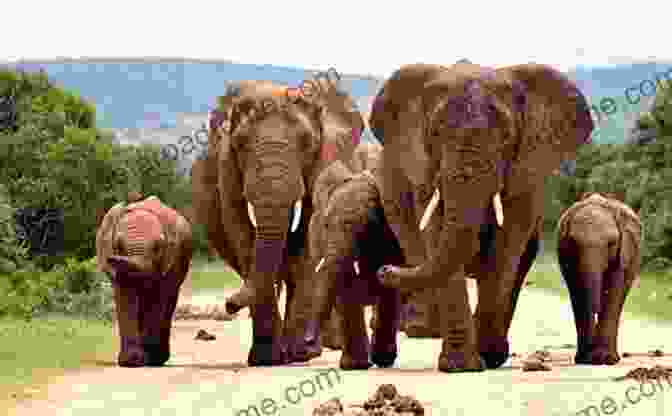 A Photograph Of A Group Of Elephants Nature In Photographs