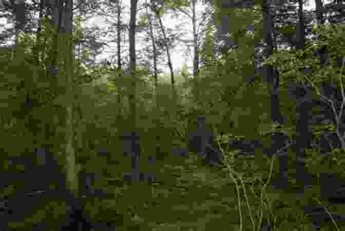 A Secluded And Mysterious Forest Path Leading Into Boggy Creek Valley Looking For You (Boggy Creek Valley 6)