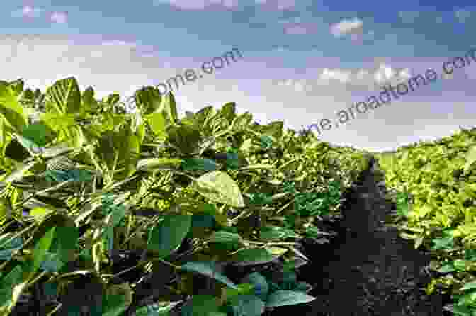 A Vast Field Of Soybeans, Symbolizing The Global Reach And Importance Of Soy Cultivation. The Whole Soy Story: The Dark Side Of America S Favorite Health Food: The Dark Side Of Americas Favorite Health Food