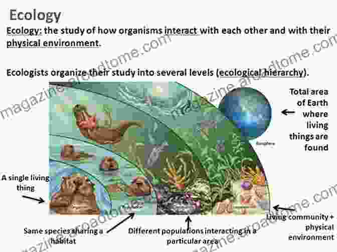 A Visual Representation Of The Relationships Between Geomedia, Including Their Physical, Chemical, And Biological Interactions Processes In GeoMedia Volume V (Springer Geology)