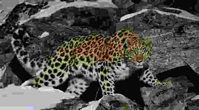 Amur Leopard 101 Fascinating Facts About 10 Endangered Animals In The World : Educational Animals For Kids