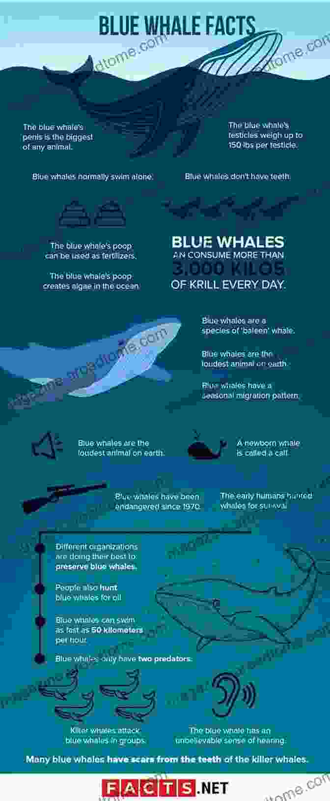 Blue Whale 101 Fascinating Facts About 10 Endangered Animals In The World : Educational Animals For Kids