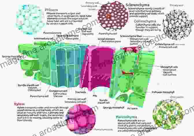 Cross Section Of A Tissue Showing Differentiated Cells Growth Biology Part 5