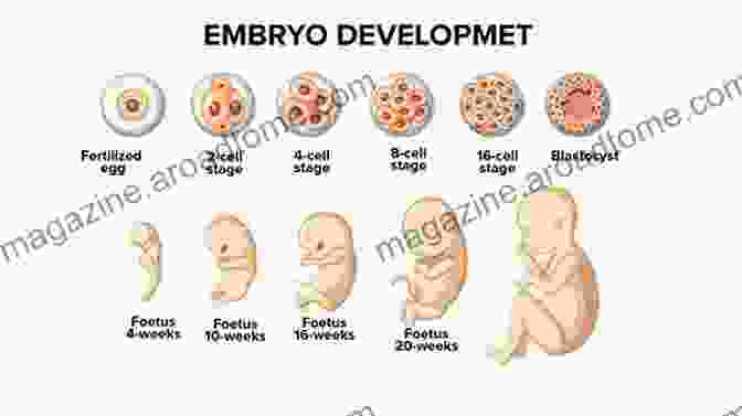 Developing Embryo Showing Organogenesis Growth Biology Part 5