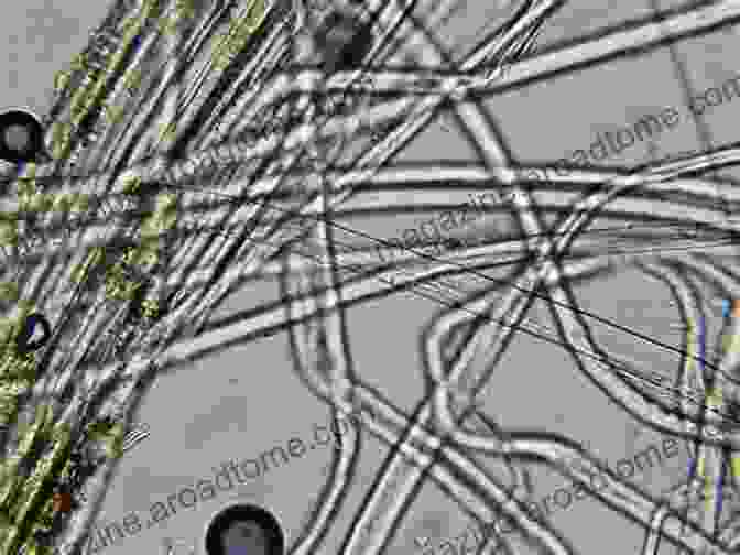 Flax Fibers Magnified Under A Microscope Plant Fibers Their Composites And Applications (The Textile Institute Series)