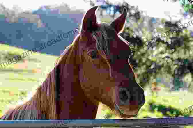 Horse Looking Over A Fence Round Penning: First Steps To Starting A Horse (Horse Training How To 1)