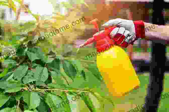 Image Of A Person Spraying Plants With An Organic Pesticide 101 Gardening Tips Lv Hen