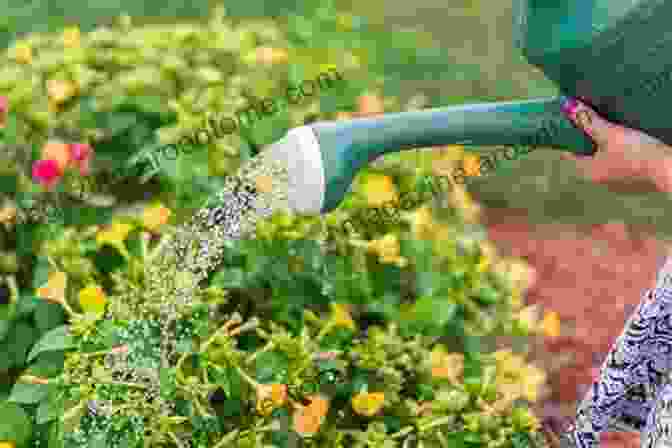 Image Of A Person Watering A Garden In Summertime 101 Gardening Tips Lv Hen