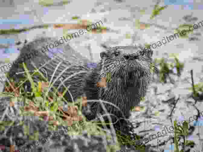 Otter Along The Riverbank Discovering The World Of Nature Along The Riverbank