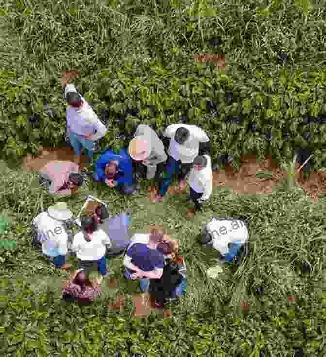 Regenerative Farming In Brazil Sustainable Food For The Globe: Everyday People Producing Food In Abundance