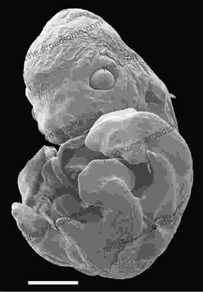 Scanning Electron Microscope Image Of An Embryo Growth Biology Part 5