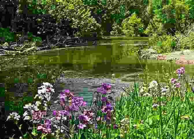 Shrubs Along The Riverbank Discovering The World Of Nature Along The Riverbank