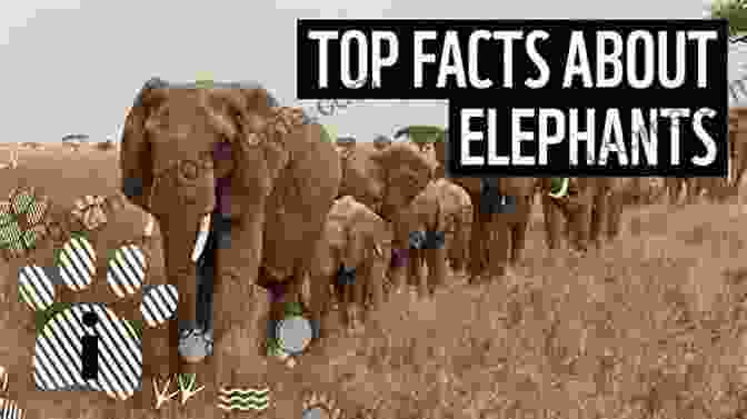 Sumatran Elephant 101 Fascinating Facts About 10 Endangered Animals In The World : Educational Animals For Kids