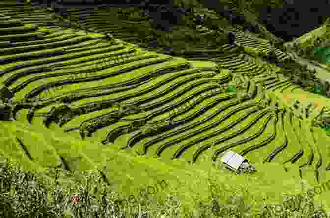 Terraces And Contour Farming Used To Prevent Soil Erosion And Promote Carbon Sequestration Soil Erosion And Carbon Dynamics (Advances In Soil Science)