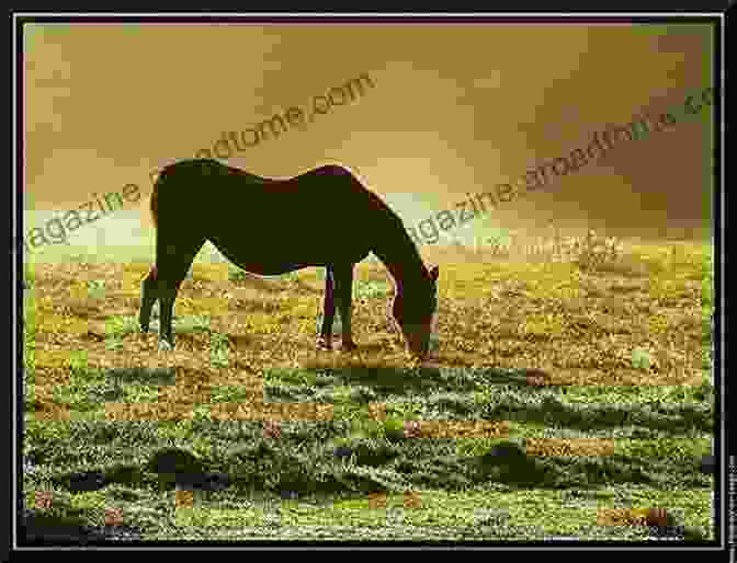 Tranquil Horse Grazing Peacefully In A Meadow, Symbolizing The Serenity And Healing Found In Equine Therapy. Heart To Heart With Horses: The Equine Lover S Guide To Reiki