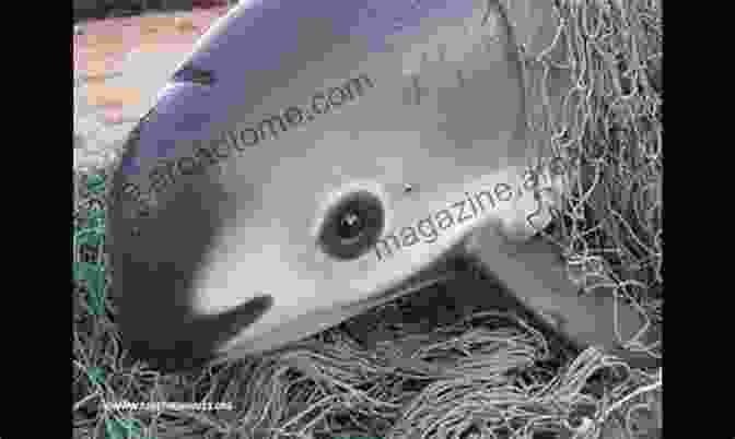 Vaquita 101 Fascinating Facts About 10 Endangered Animals In The World : Educational Animals For Kids