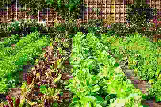 Vibrant And Healthy Vegetable Garden With Rows Of Fresh Produce, Ready To Harvest Beginner S Guide To Vegetable Gardening: Gardening For Beginners: A Step By Step Guide How To Grow Vegetables In A Simple Way