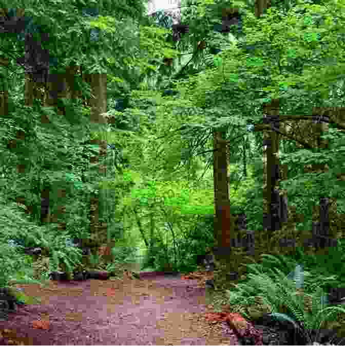 View Of A Lush Forest With A Hiking Trail A Visitor S Guide To Mystic Falls: Your Favorite Authors On The Vampire Diaries